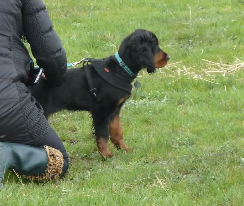 11228033_822396564548445_6363963728307341675_n