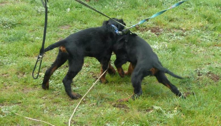 11903810_822395437881891_404914610207465041_n