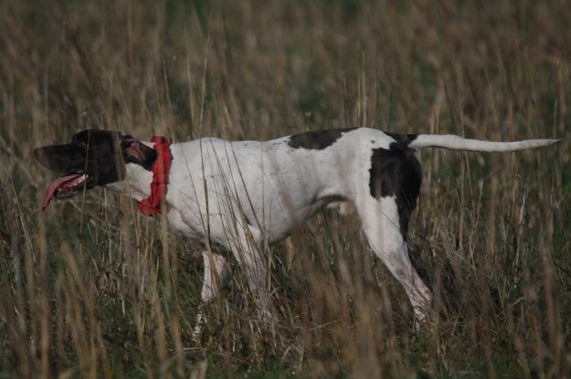 gscv fld trl 16-05-2015