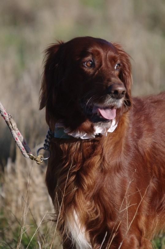 gscv fld trl 2. 16-05-2015