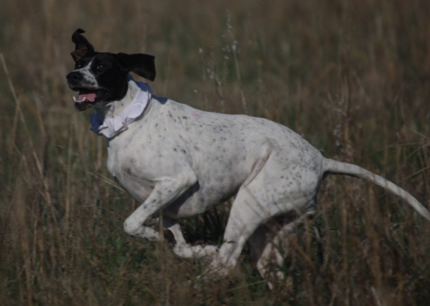 gscv fld trl 7 1605-2015