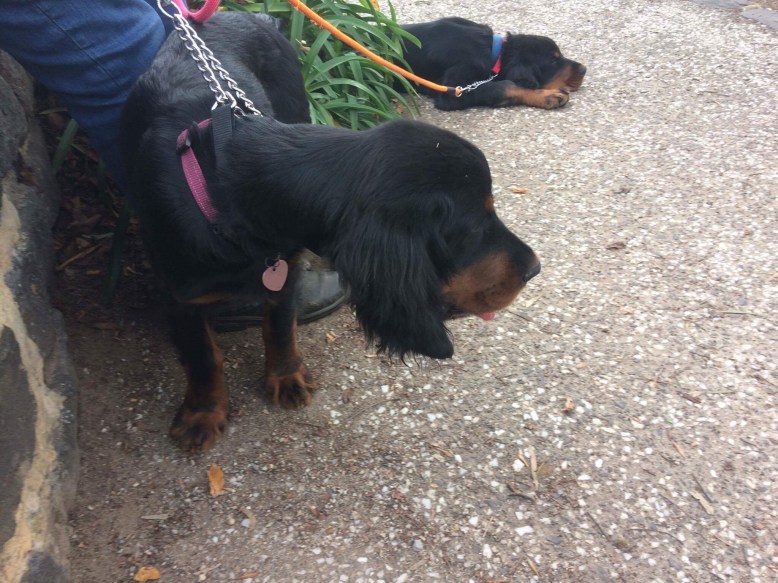 Photo 30-7-17, 2 44 15 pm