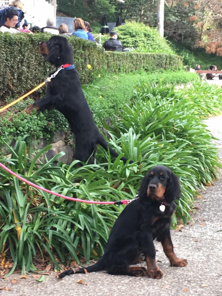 Photo 30-7-17, 4 47 20 pm (1)