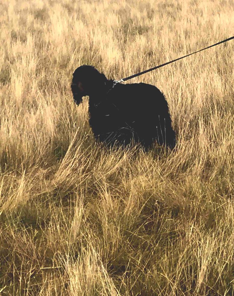 Photo 6-8-17, 12 49 37 pm