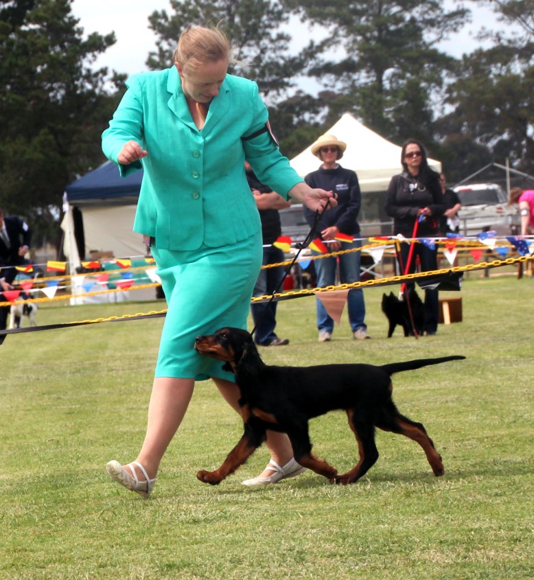 Baby Puppy in Show 1 High Res