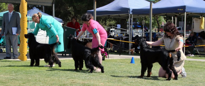 Best Bitch Line up Open Show High Res