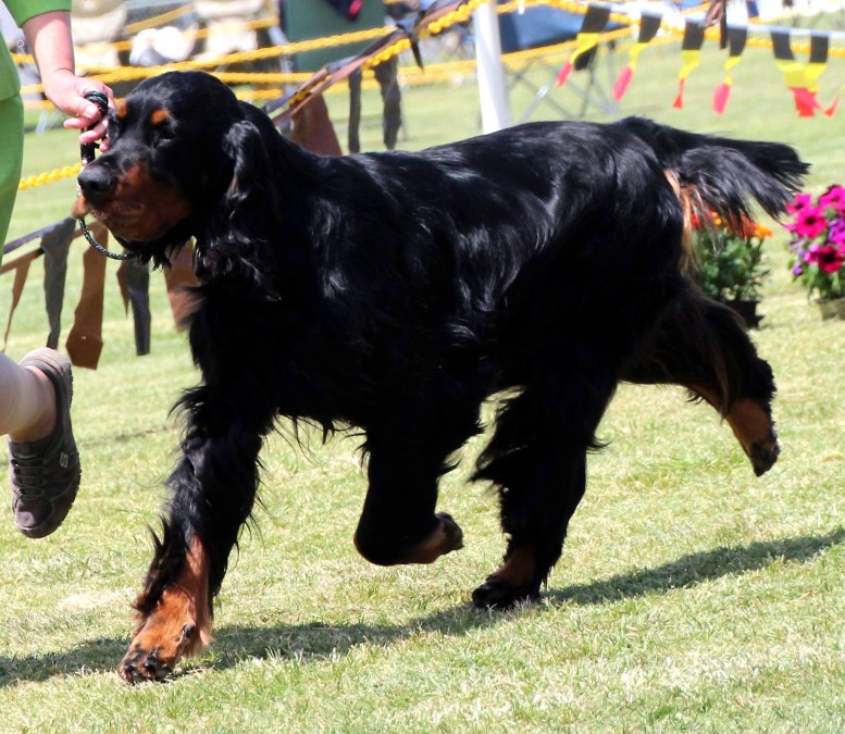 Fergus on the move High Res